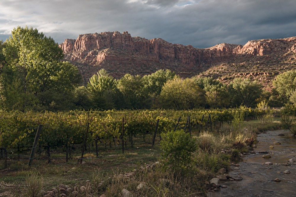 Rows of grapevines on a Verde Valley creek bottom with cottonwood trees and a low red rock ridge in the distance under morning light