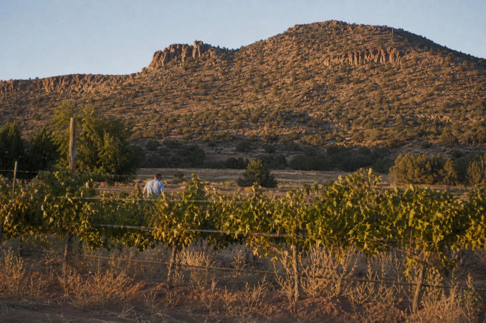 Rows of grapevines on a valley floor in afternoon light with dry hills rising behind them