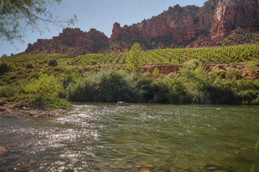 Rows of vines on a creek terrace with red cliffs rising behind them in late afternoon light