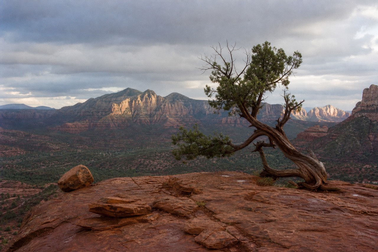 Early morning light on a red sandstone saddle above Sedona with a lone juniper twisted at the edge of the rock