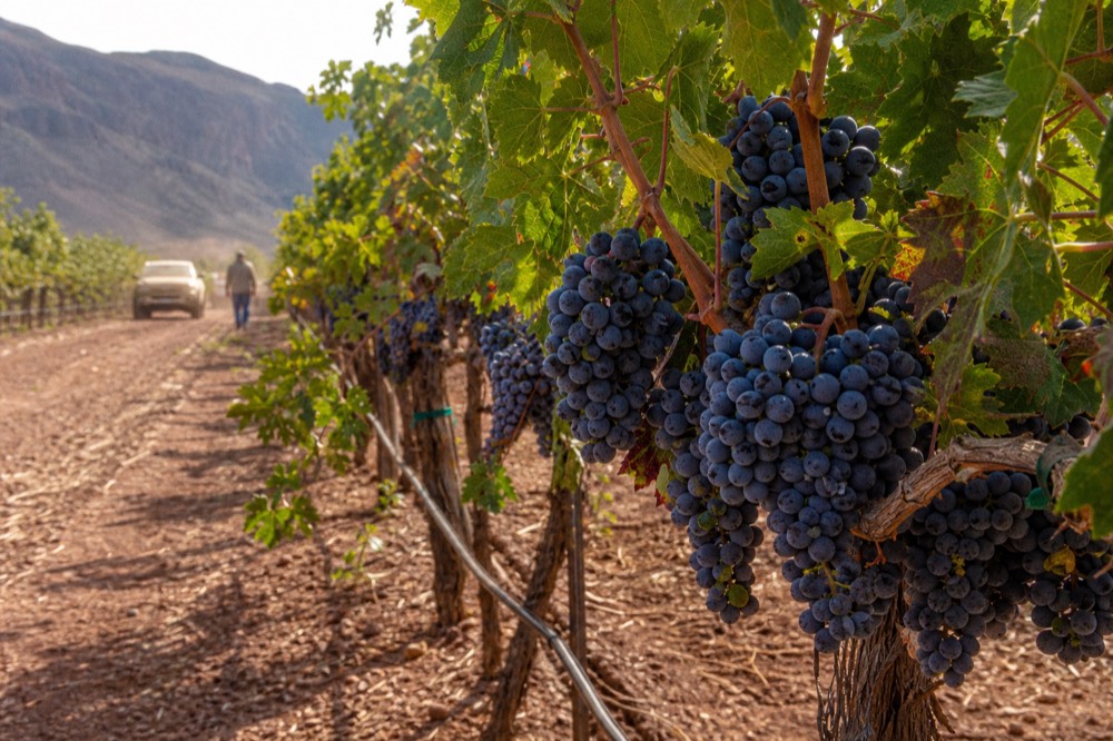 Close view of dark grape clusters on a trellised vine with dusty red soil and drip irrigation line visible below