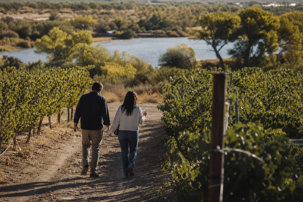 A couple walking a dirt track between vine rows in late afternoon light, carrying wine glasses, with river cottonwoods ahead