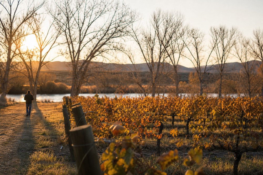 Vine rows turning gold and rust in autumn with a low sun behind bare cottonwood branches along a riverbank