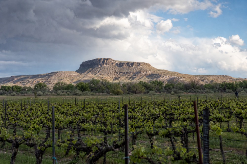 Green spring vineyard rows with fresh shoots and a bare mesa rising beyond under clear blue sky