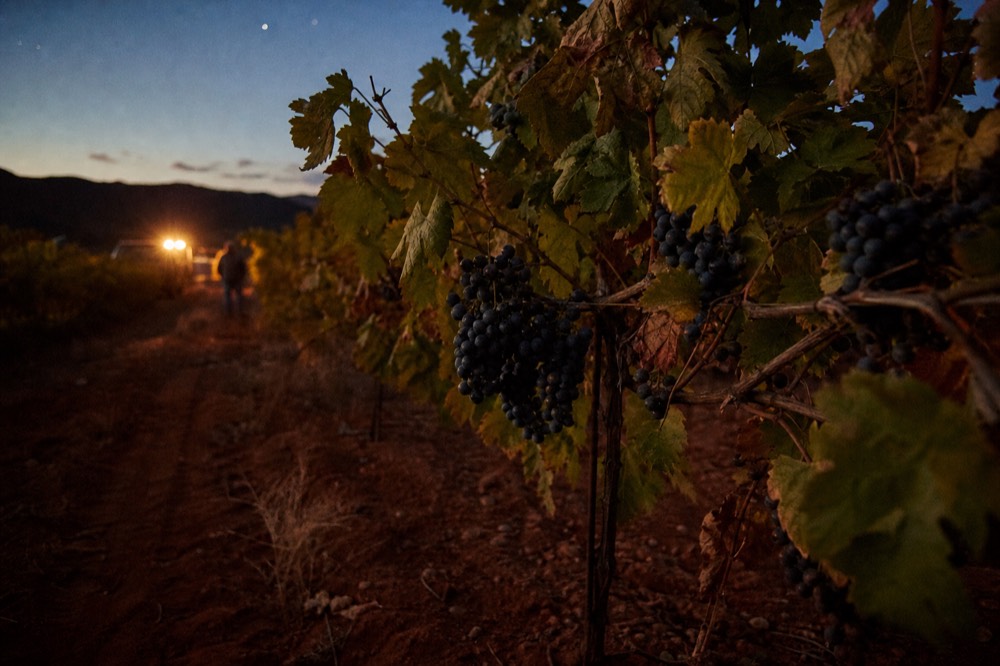 Close view of dark grape clusters on the vine with yellowing leaves and dusty red soil beneath the row