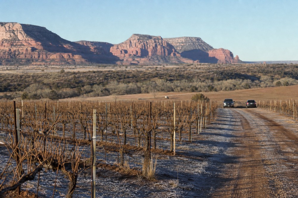 Bare pruned vineyard rows under low winter sun with frost in the shaded furrows and red cliffs in the distance