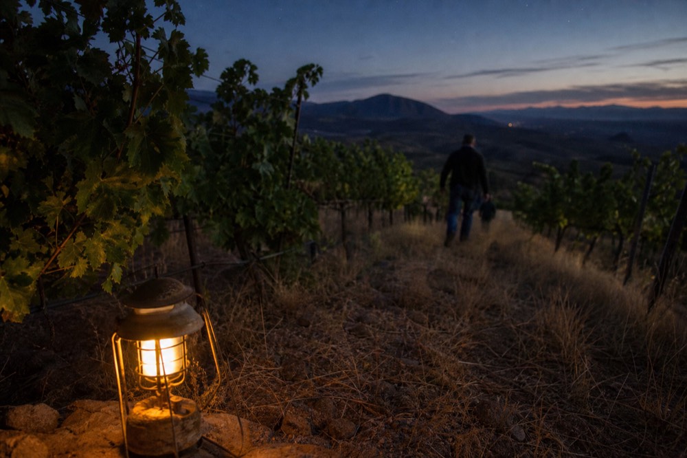 Rows of young grapevines on a hillside terrace with dry grass between rows and blue mountains in the far distance