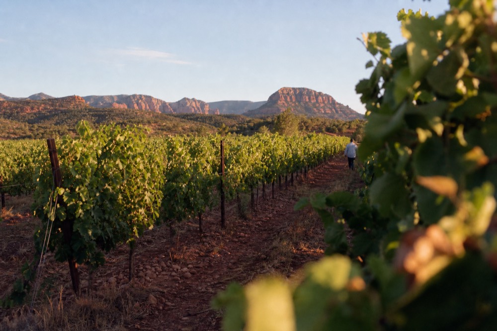 Rows of grapevines with red volcanic soil between them, low hills and a bright desert sky behind