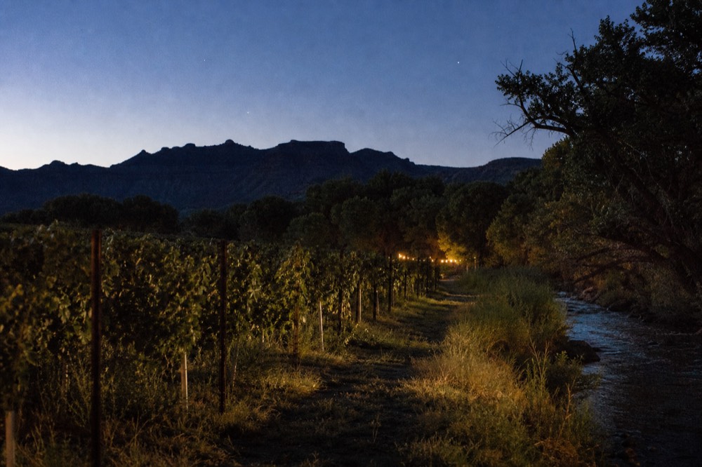 Rows of grapevines in early morning shade beside a creek lined with tall cottonwood trees