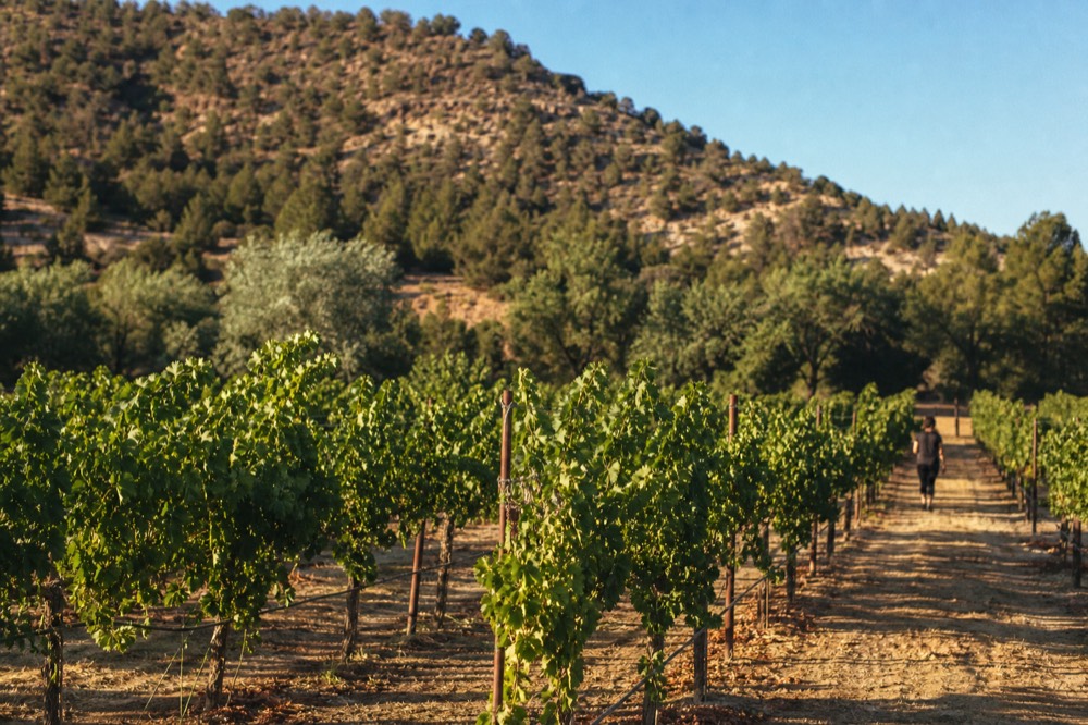 Rows of grapevines on a creek bench in low golden late-afternoon light with juniper hills rising behind them