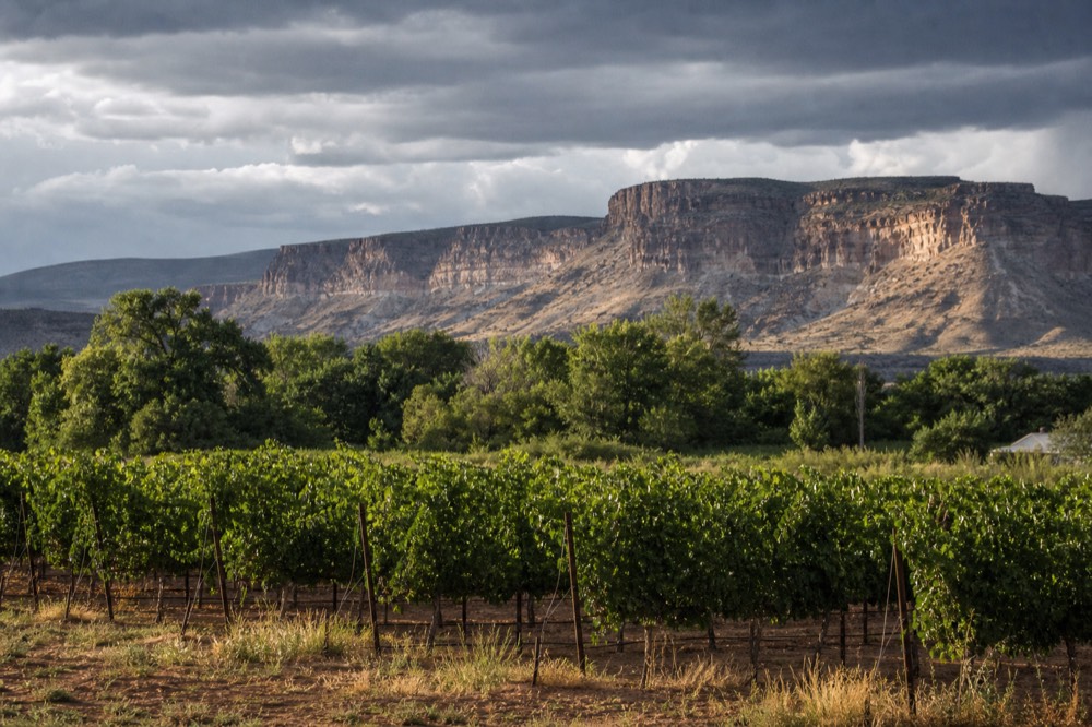 Rows of grapevines on red soil with a creek line of green cottonwood trees behind them and a low mesa on the horizon