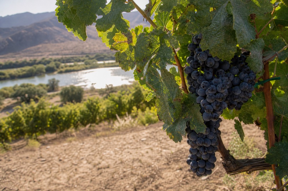Close view of dark grape clusters on a vine with dusty green leaves and a hazy valley behind