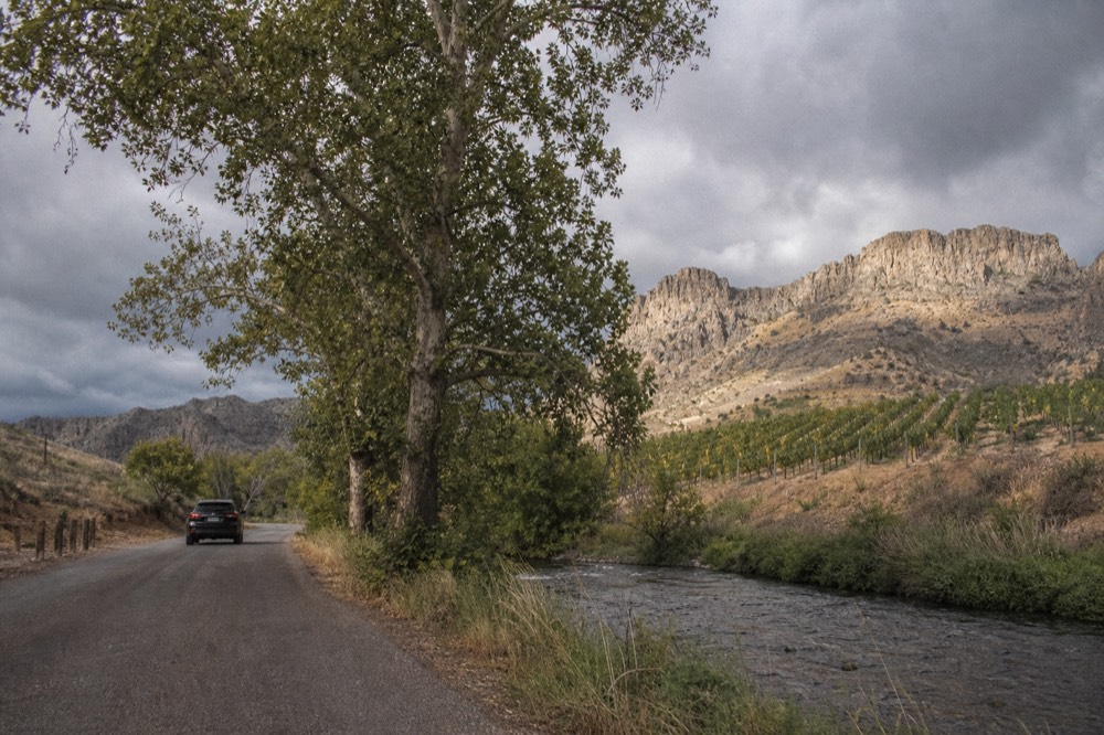 A narrow paved road running beside a creek with tall sycamores, vine rows on the far bank climbing a gentle slope toward dry hills