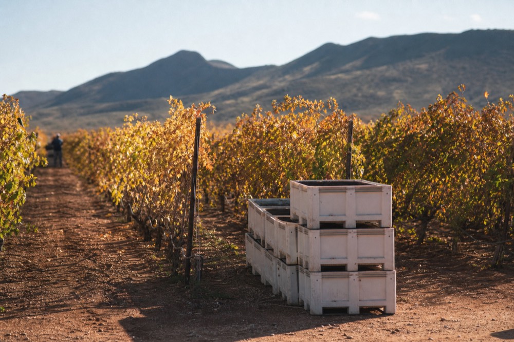 Vine rows in autumn colour, yellow and rust leaves on the trellis wires, harvest bins stacked at the end of a row on bare reddish earth