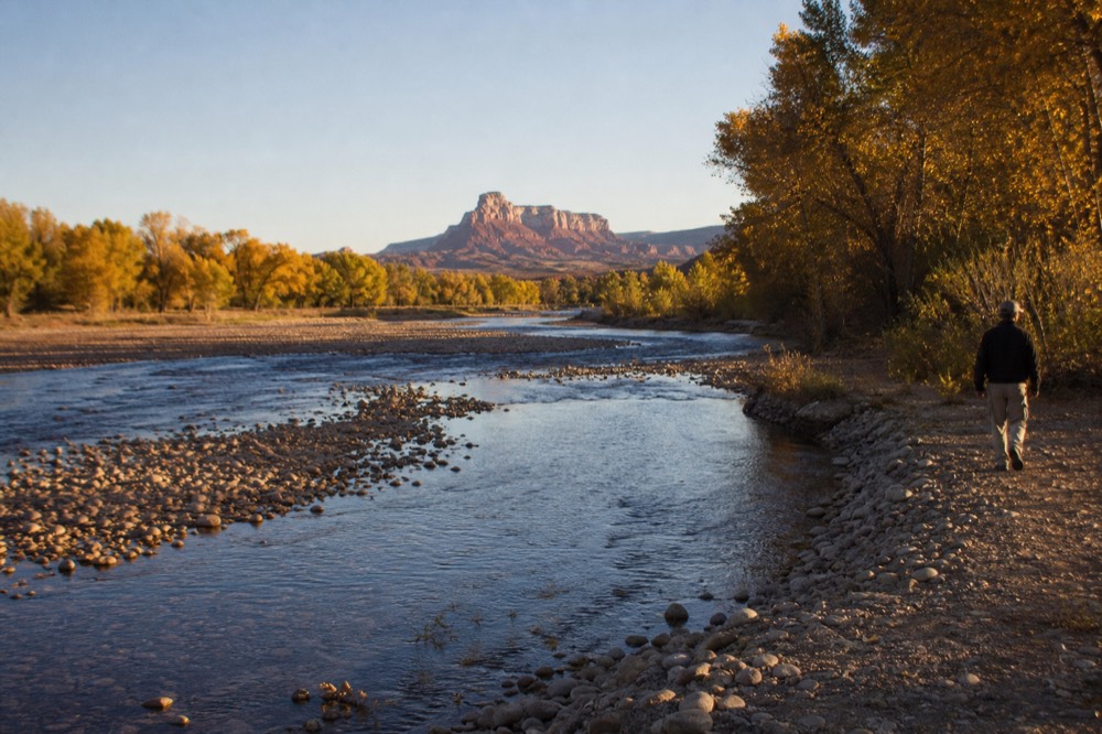 A wide river bend in autumn with yellow cottonwood leaves, low clear water over gravel bars and a distant red rock mesa
